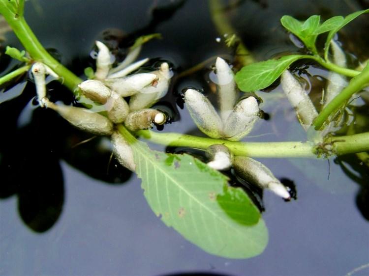 黃花水龍狐尾草水花生漂浮活體水培植物花卉魚缸池塘淨化水質造景綠色