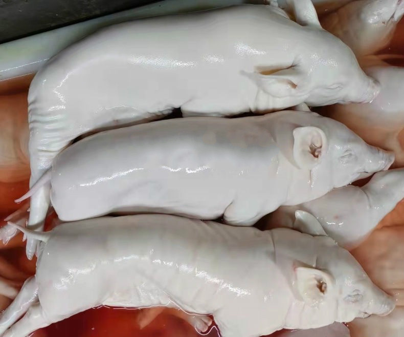 春光岛乳猪整只脆皮烤乳猪新鲜冷冻整只猪生鲜 乳猪整只13斤-14斤(去