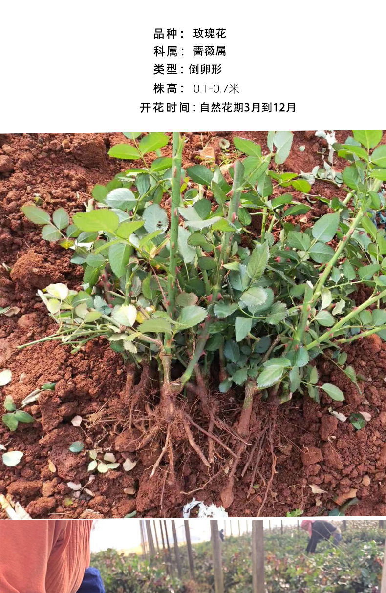 【精选】玫瑰花苗玫瑰花盆栽树苗月季花苗盆栽花卉植物室内易养活特大