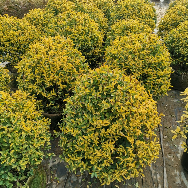亮晶女贞棒棒糖造型金冠女贞塔型球形树苗耐寒耐冻植物亮金女贞落地球