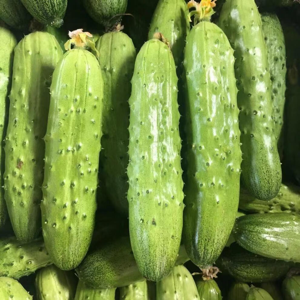 新鲜东北旱黄瓜水果蔬菜绿黄瓜小青瓜带刺脆皮水果小黄瓜新鲜蔬菜 3斤