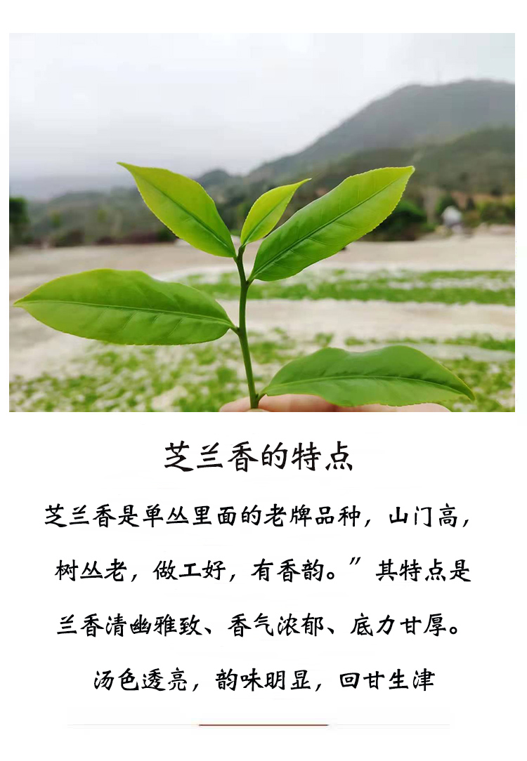 潮州凤凰单枞茶芝兰香乌岽山单丛茶乌龙特产雪片茶叶凤凰单丛500g