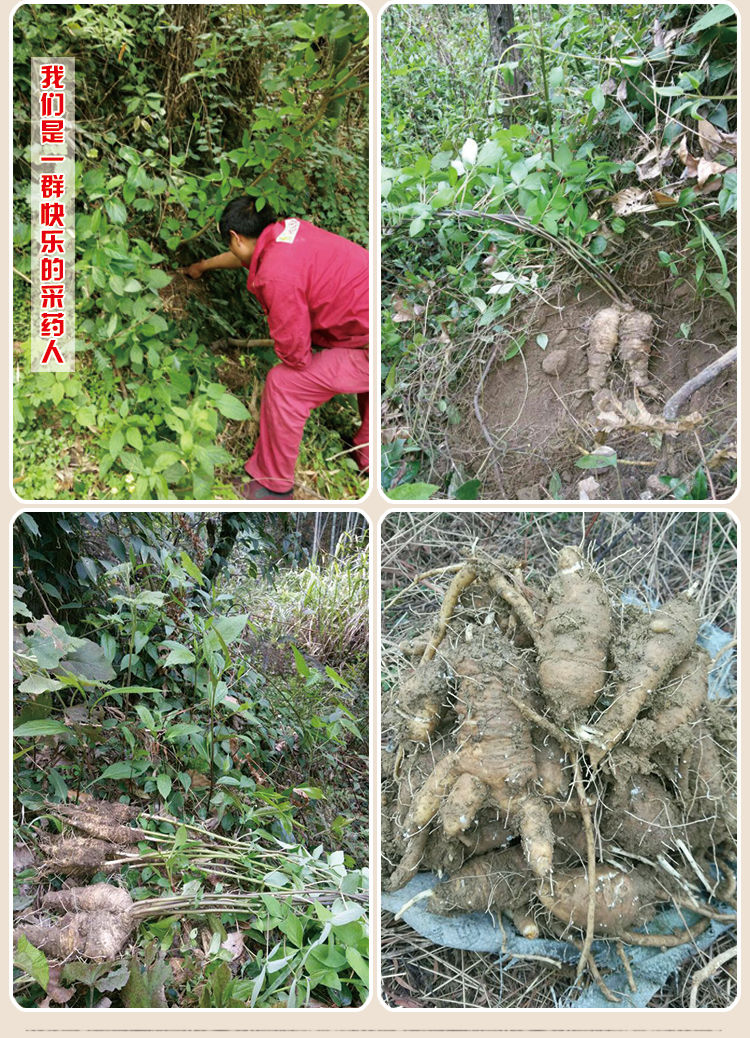 山海螺四叶参奶参羊乳参大个山海螺新鲜现挖 大个