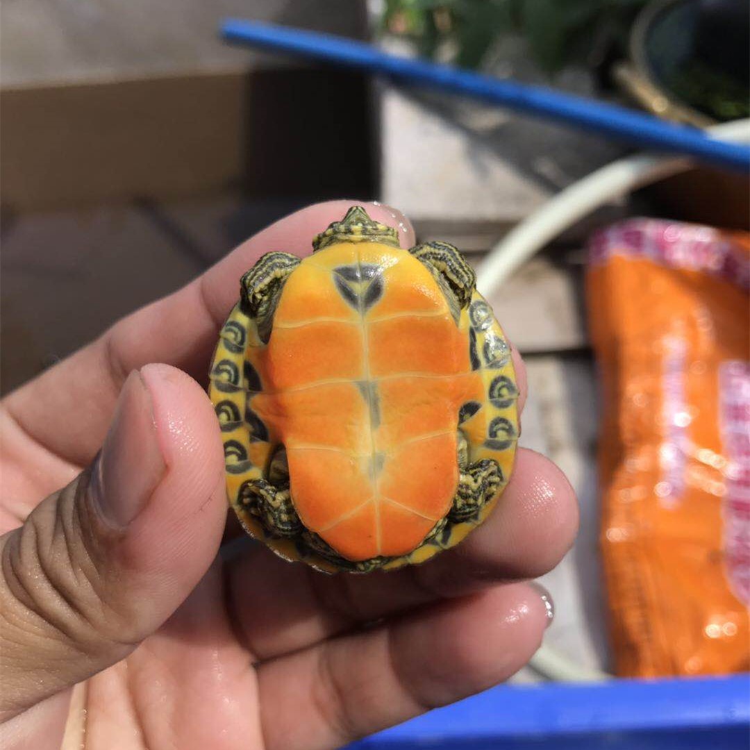 火焰龟活体观赏龟吃菜龟火焰龟乌龟活体小宠物深水龟素食龟龟 红腹