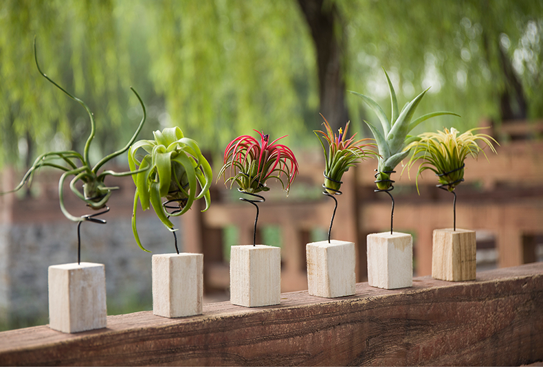 空气凤梨底座木懒人盆栽无土植物墙上吸甲醛多肉趣味红精灵老人须底座