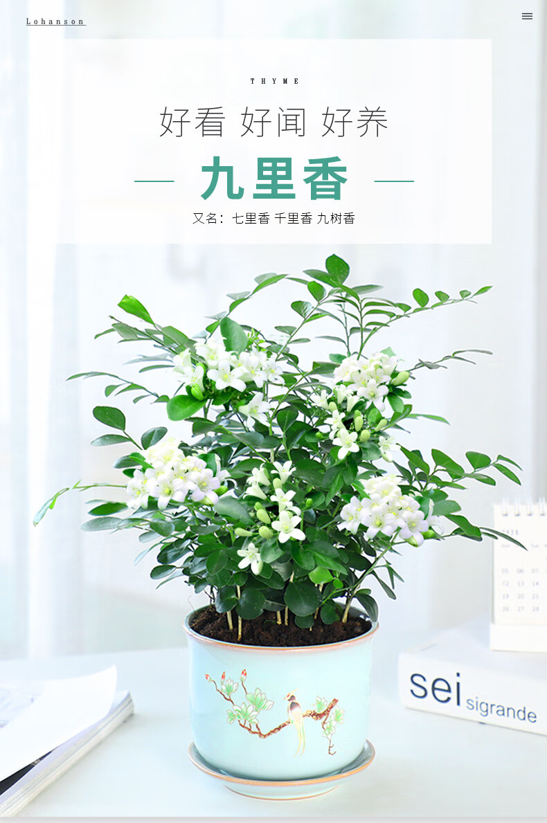 九里香盆栽驱蚊植物室内浓香花卉盆景老桩四季开花千里香绿植好养桌面
