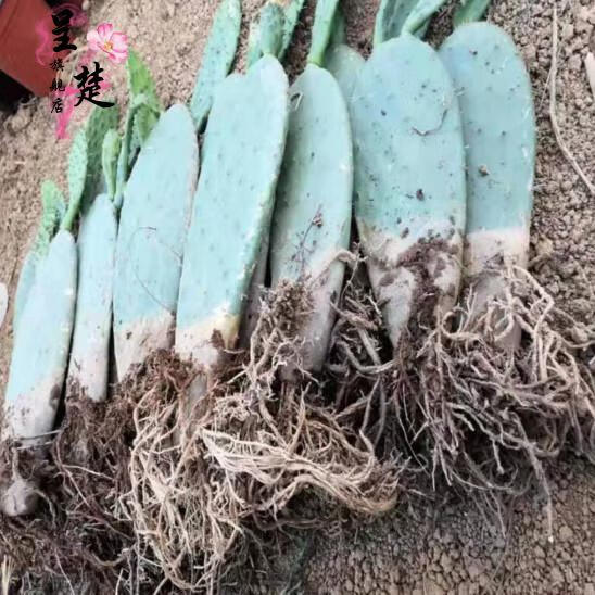 仙人掌树苗仙人掌盆栽仙人掌果苗阳台庭院黄皮果4年苗当年开花根系好