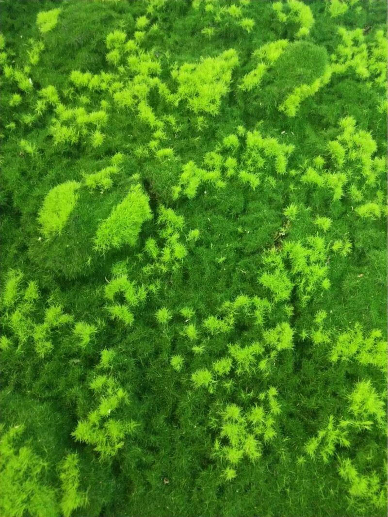天公装饰品仿真苔藓青苔苔草背景盆景拍摄道具苔藓草地毯垫子植被草皮