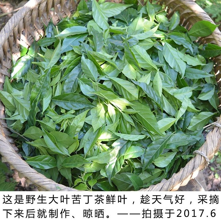 贵州特产余庆小叶苦丁茶野生简散装去火茶50g500克新茶伊梵麦小叶茶