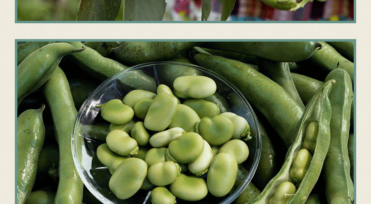 豆农家胡豆高产大荚福豆大田四季播种籽 黄蚕豆【简装10公斤】【图片