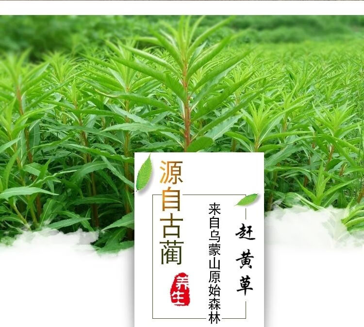四川古蔺赶黄草叶王养生茶益肝茶赶黄草花茶赶黄草茶1000克