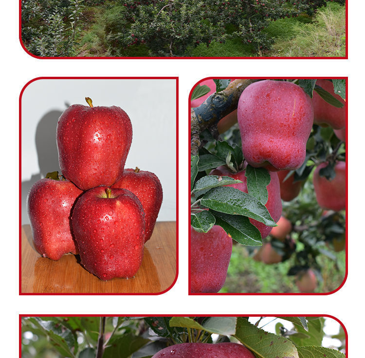 520礼物送女友天水3/5/10斤新鲜水果粉面刮泥甘肃蛇果平安果 寒冷地区