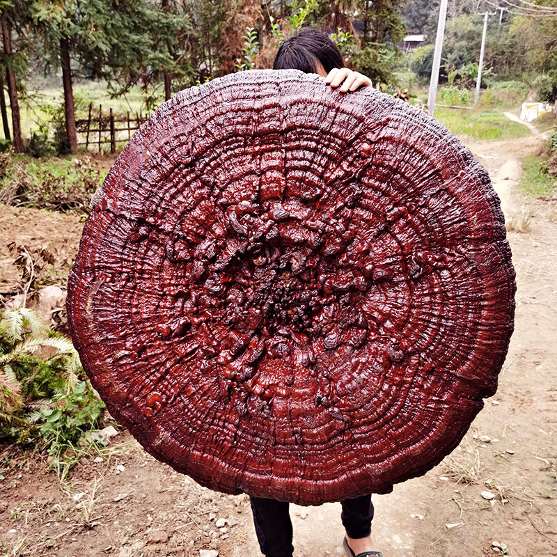 半1米大灵芝摆件特大巨型观赏盆景灵芝干货煲汤泡酒100-110cm【图片