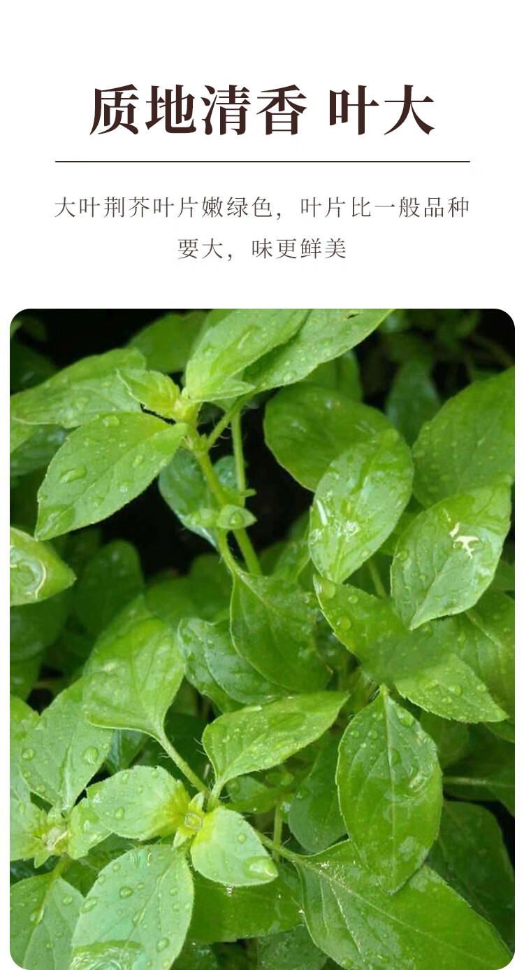 荆芥菜种籽河南大叶荆棘种子菜籽夏季四季盆栽荆菜荆芥蔬菜苗孑籽