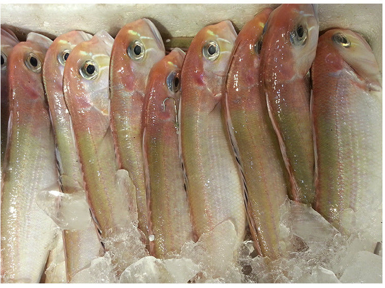 广东深海鱼马头鱼甘鲷海鲜水产活鲜海钓冰鲜海捕方头鱼斧头鱼马头鱼5