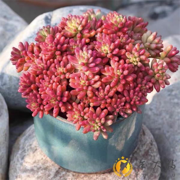 多肉植物阿伦培大颗好养绿植组合盆栽稀有品种肉肉花卉多肉老桩定制