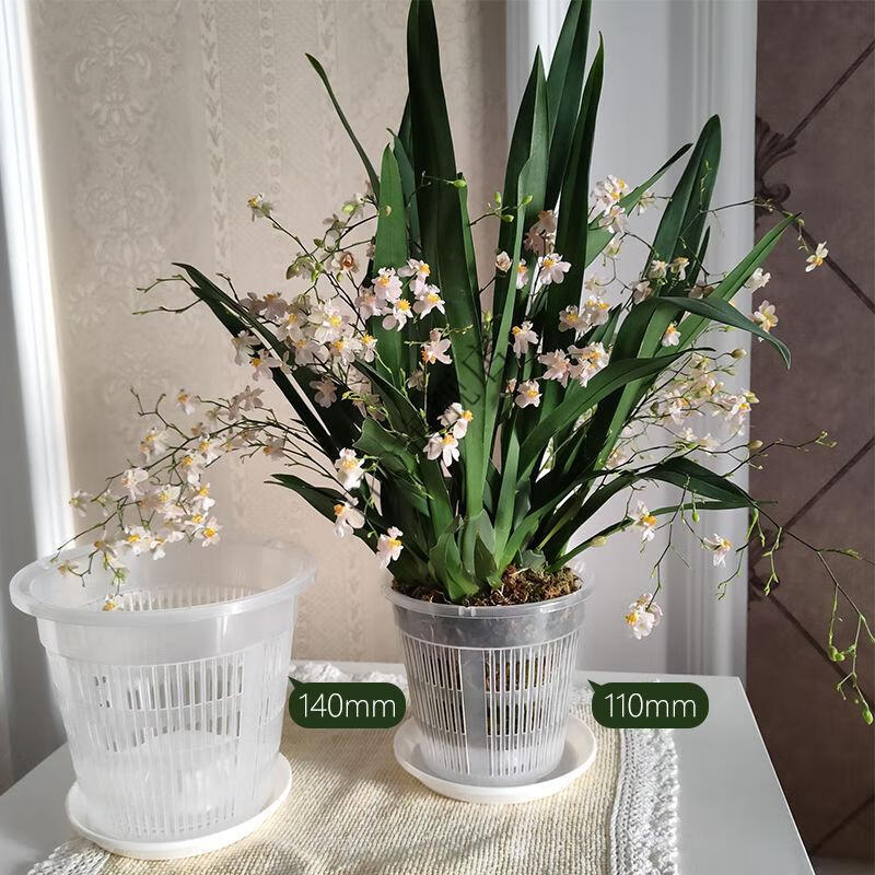 蝴蝶兰花盆兰花专用花盆蝴蝶兰花盆加厚透明透气塑料杯网文心兰石斛