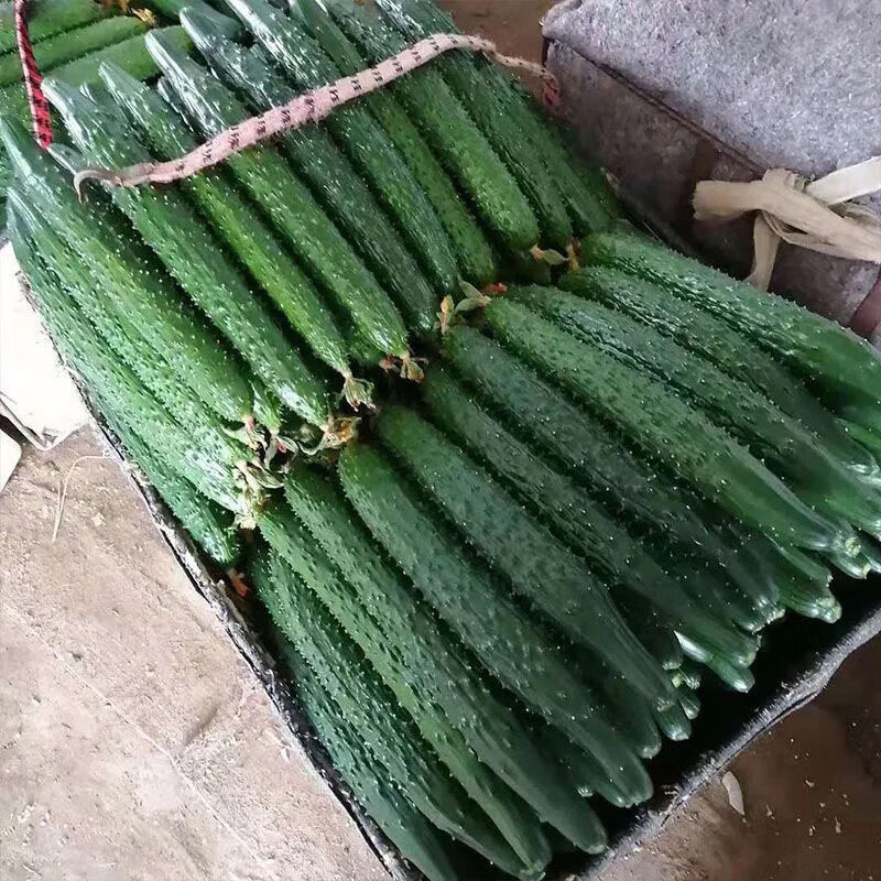 云南农家新鲜现采摘菜黄瓜天然应季蔬菜黄瓜脆嫩刺绿