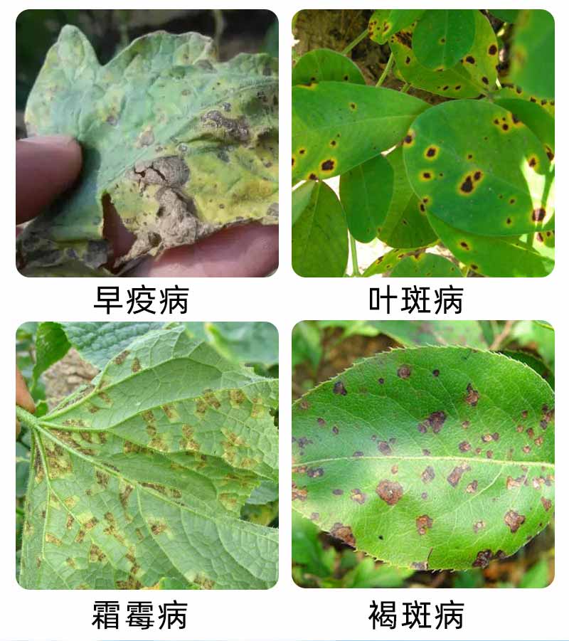 剂农用霜霉病灰霉病晚疫病小麦葡萄柑橘果树代森锌专用药农药200g