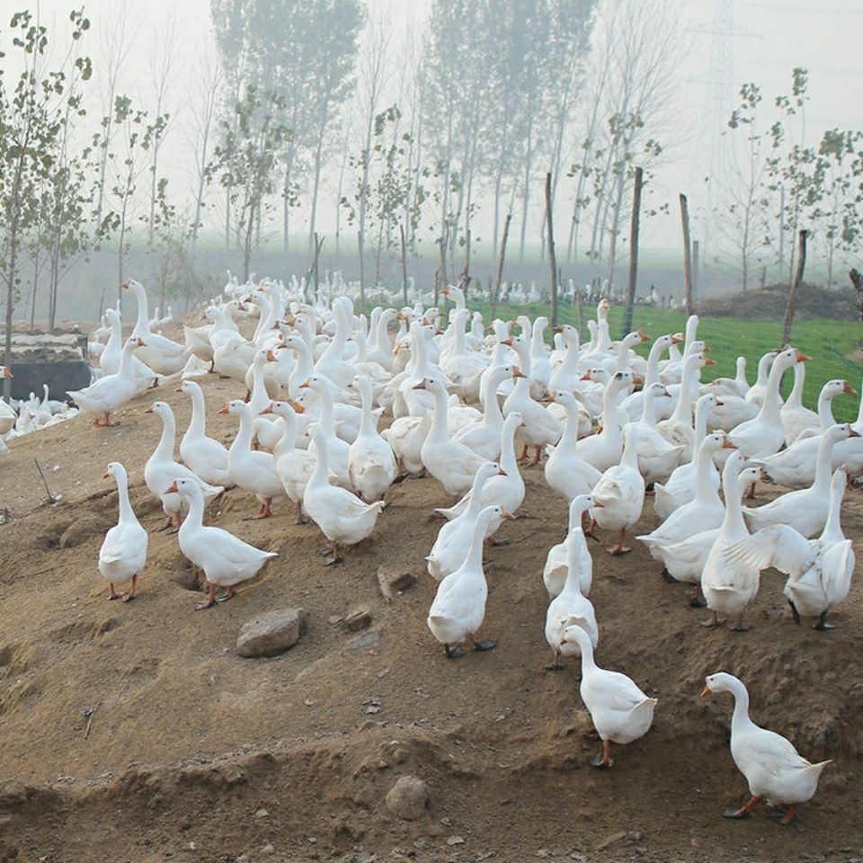 农家散养鹅整只青年鹅嫩鹅土鹅笨鹅大白鹅批发火红芬芳5565斤