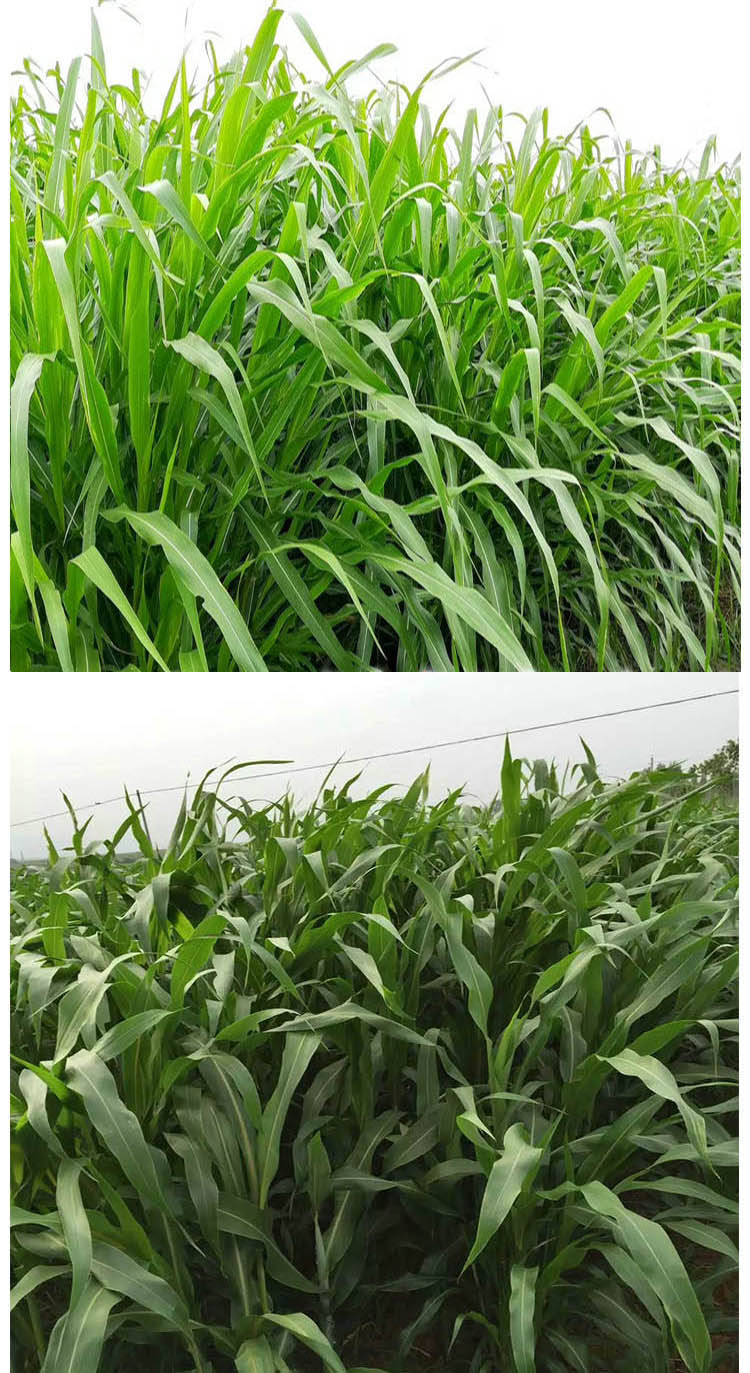 牛羊马爱吃草籽饲用甜高粱养殖四季青高产牧草种进口饲用甜高粱一斤装