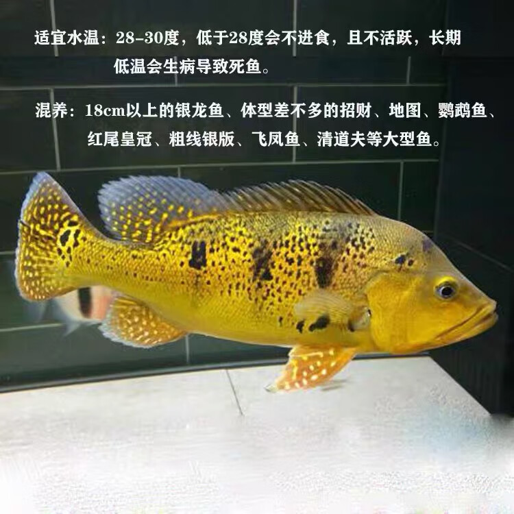 嘉瑰黄金巴西亚鱼皇冠三间金老虎鱼活体蓝帆五间三间鱼苗申古三间宝
