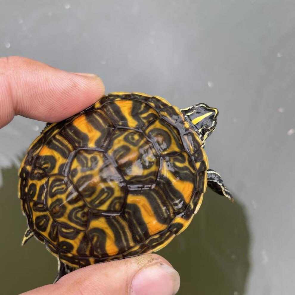 火焰龟活体深水火焰龟苗宽纹吃宠物缸混养乌龟水族吃粪观赏龟68厘米好