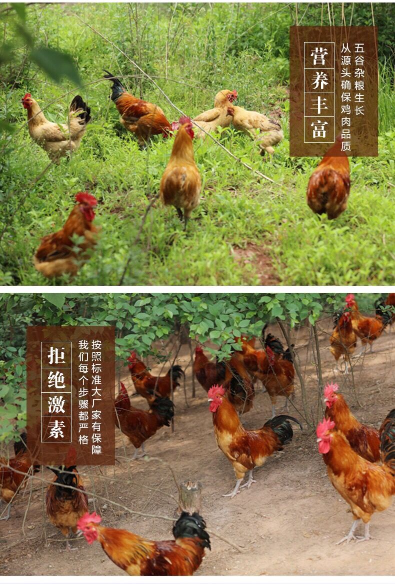 脚草公鸡大公鸡土公鸡公鸡走地鸡农家散养山林散养一只黑脚大公鸡45斤