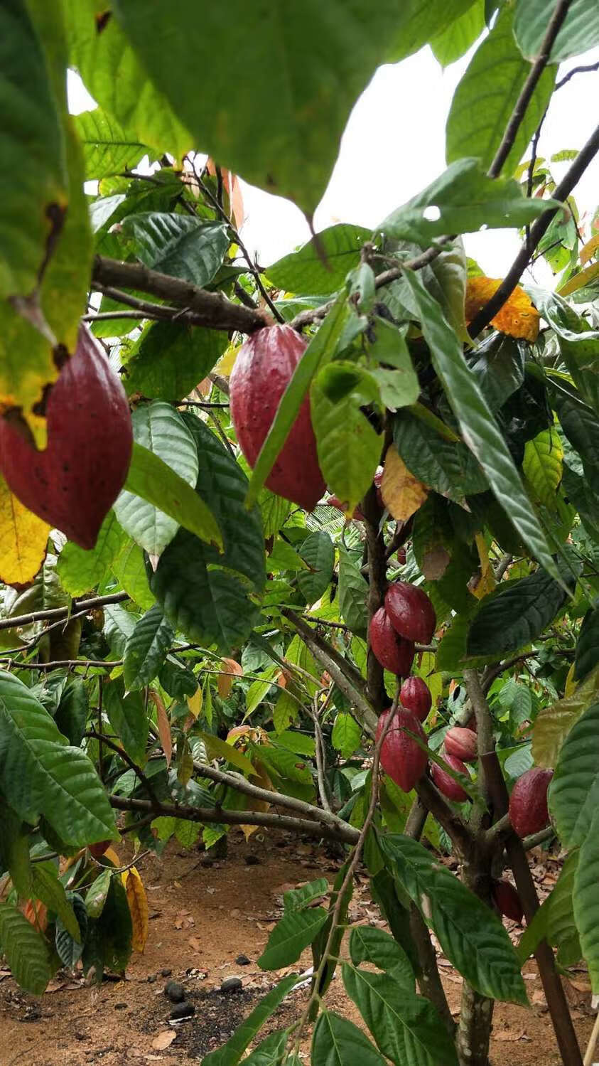 新鲜可可果 海南特产热带可可鲜果 原豆制作巧克力原料水果 600克特大