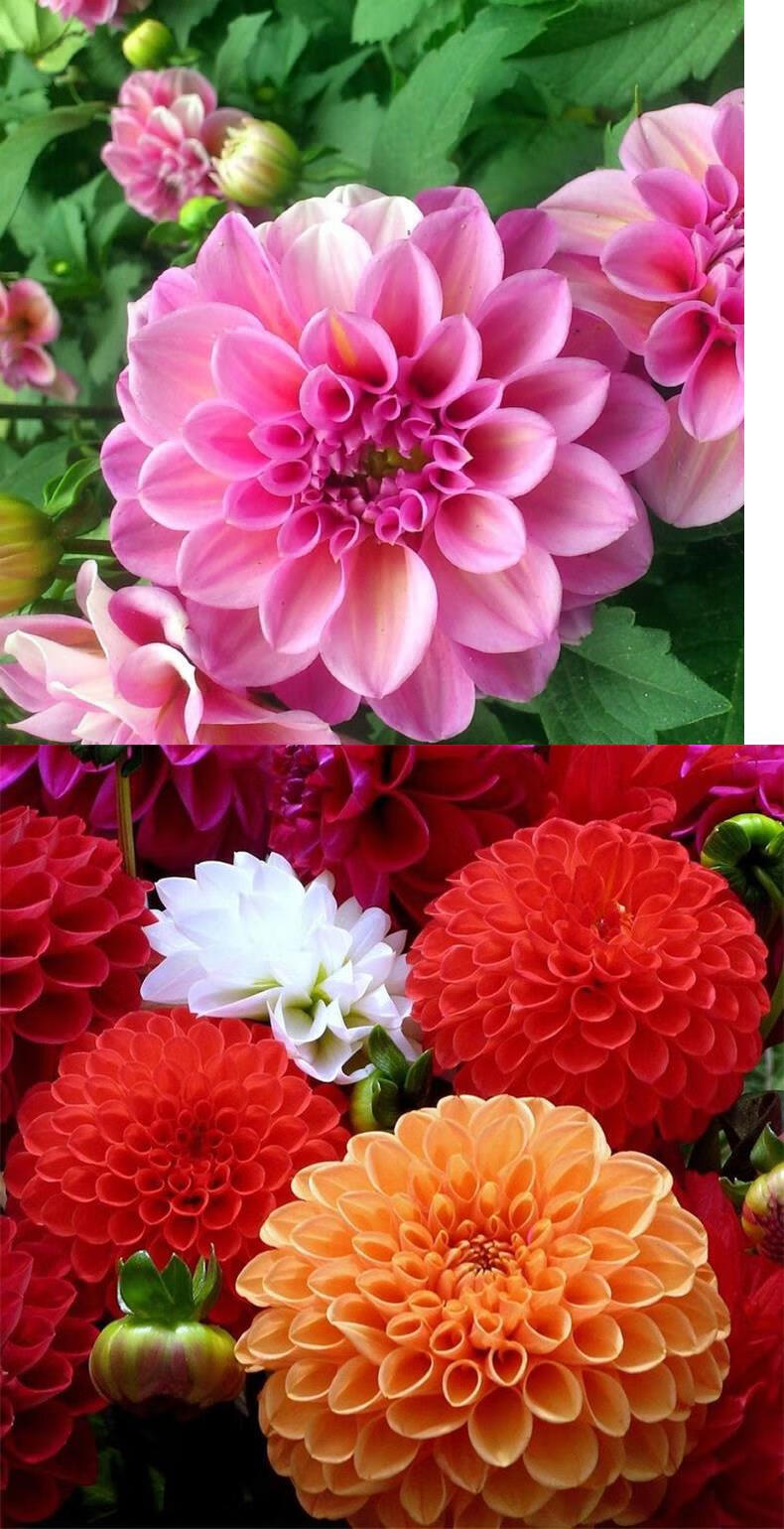 重瓣混色小丽花250克【图片 价格 品牌 报价】-京东