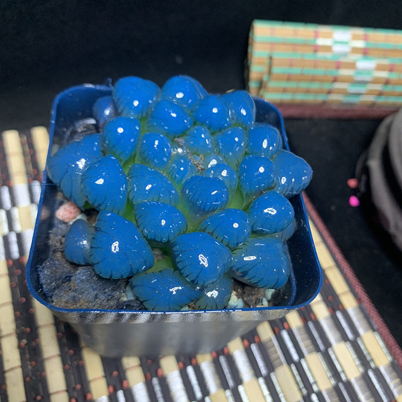 多肉植物四季易养活潘氏水晶玉露室内桌面盆栽蓝色中号宽7高9带盆发货