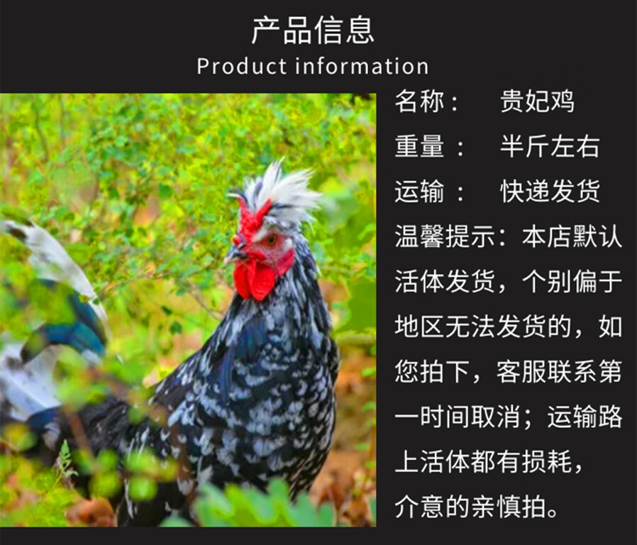 农家贵妃鸡苗活苗贵妃鸡活体土鸡苗产蛋鸡月子鸡宫廷鸡观赏鸡苗
