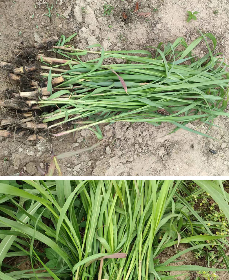 博卉无毛甜象草3号新型皇竹草种苗巨菌草种籽四季多年生高产耐寒牧草