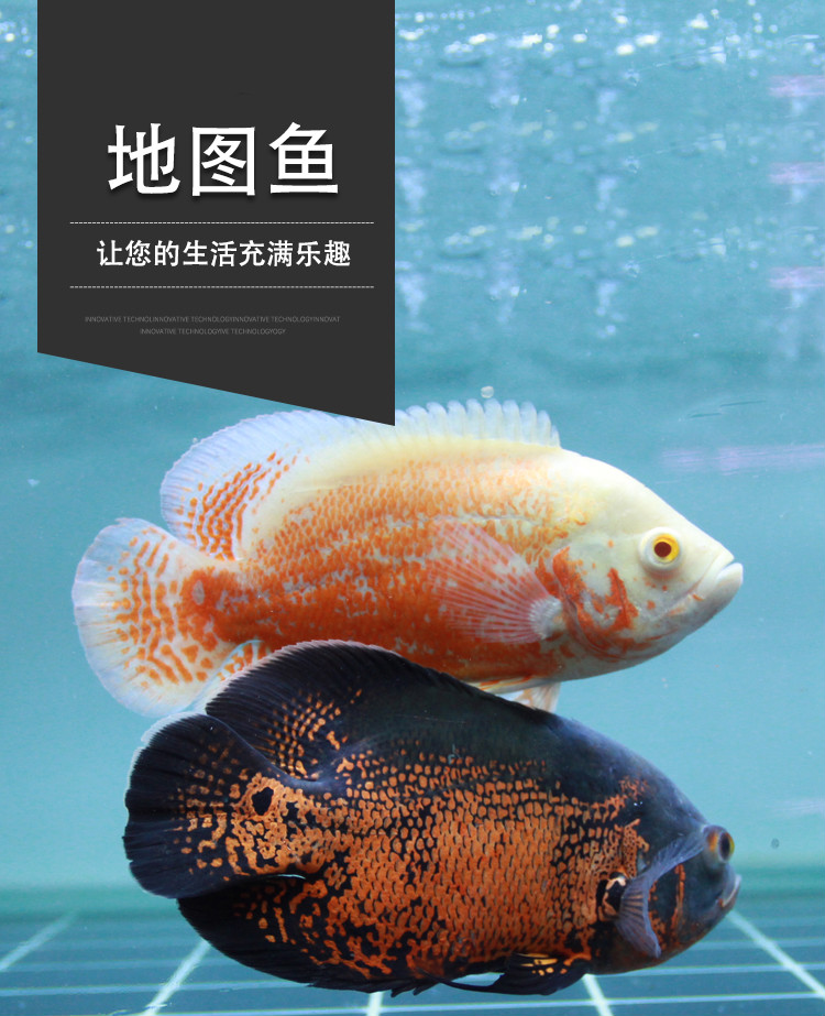 地图鱼中大型淡水宠物热带观赏鱼活体 9-11cm黑地图鱼1条【图片 价格