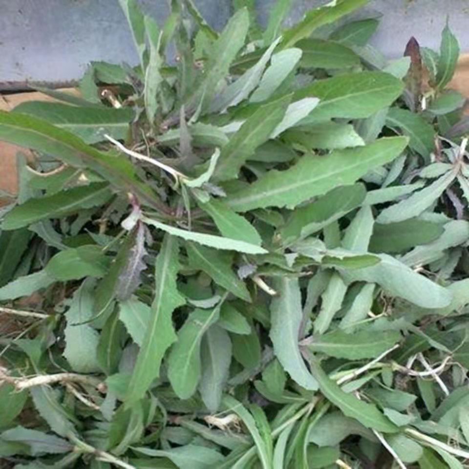 晨臻顺丰鲜达脆嫩爽口丹东新鲜现挖苦苦菜曲麻菜苣荬