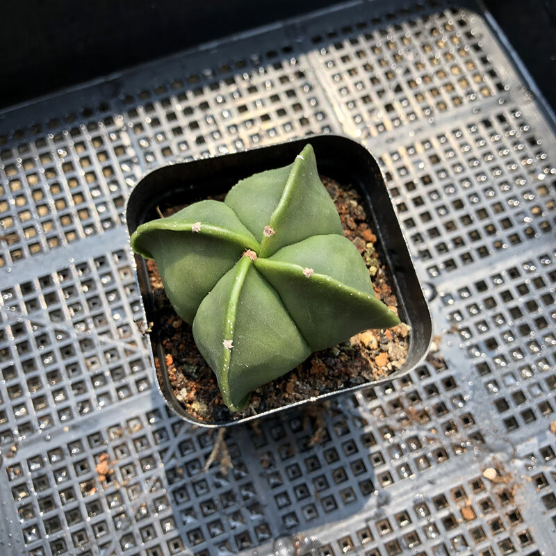 园艺鸾凤玉实生仙人球五角琉璃 白沙 懒人多肉植物阳台庭院易养绿植