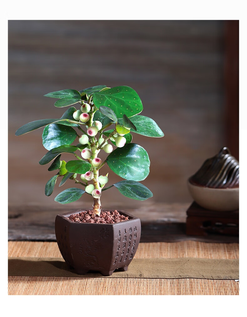 小盼菩提盆栽植物室内花卉办公室好养绿植盆景t10小盼菩提酒坛灰陶瓷