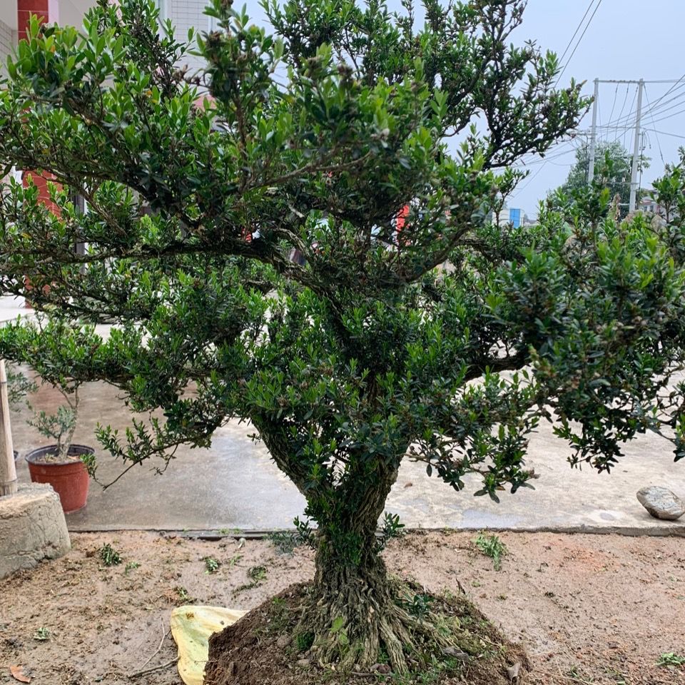 福建小葉皺皮雀舌黃楊龍鱗黑珍珠黃楊自家基地直髮朵芮蜜2年龍鱗黑