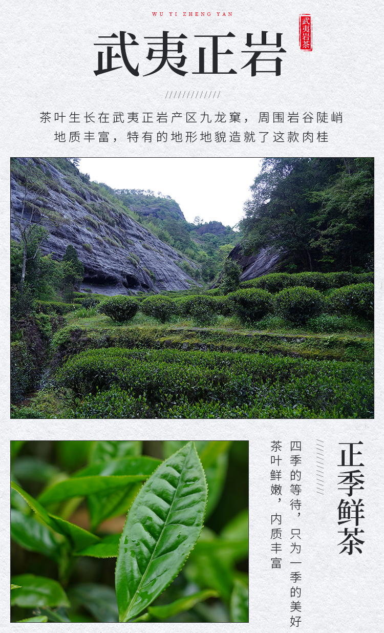5折武夷山特级大红袍茶叶礼盒装浓香型正岩九龙窠肉桂茶叶150g
