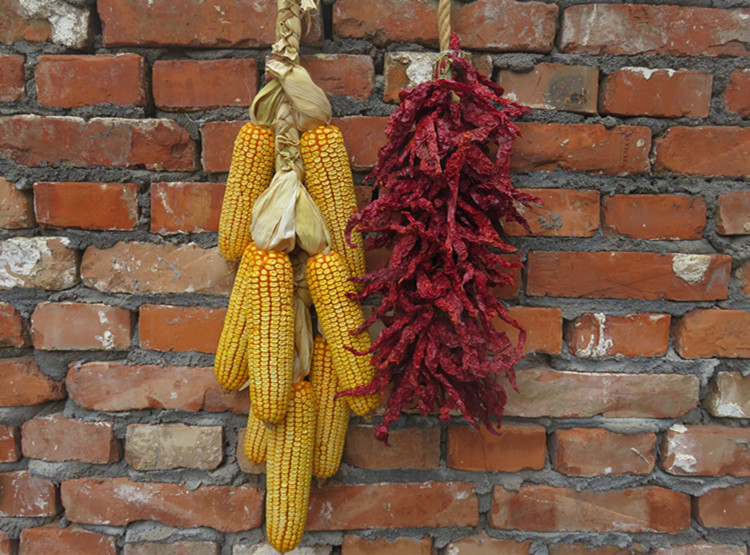 园艺五谷丰登挂饰农家乐干玉米棒子农作物装饰玉米穗带皮真玉米串挂件