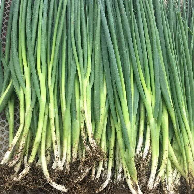 东北小葱新鲜蔬菜时令当季蘸酱菜农家小细香葱苗青葱小水2斤装