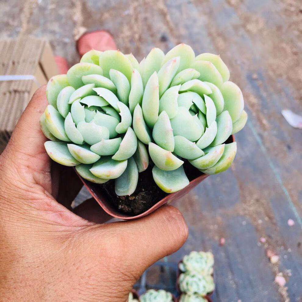 双子贝瑞多肉植物群生奶油贝瑞萌肉肉组合盆栽绿植花陌派云南多肉多头