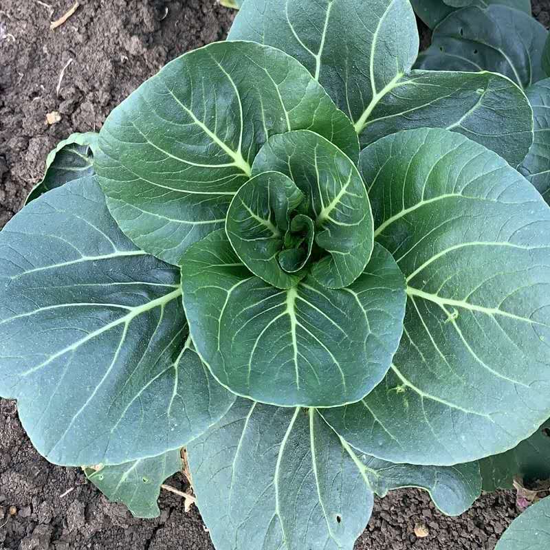 纳格兰蔬菜黑叶青菜种子黄大头油亮黑大头青菜种籽田园阳台大田油亮黑