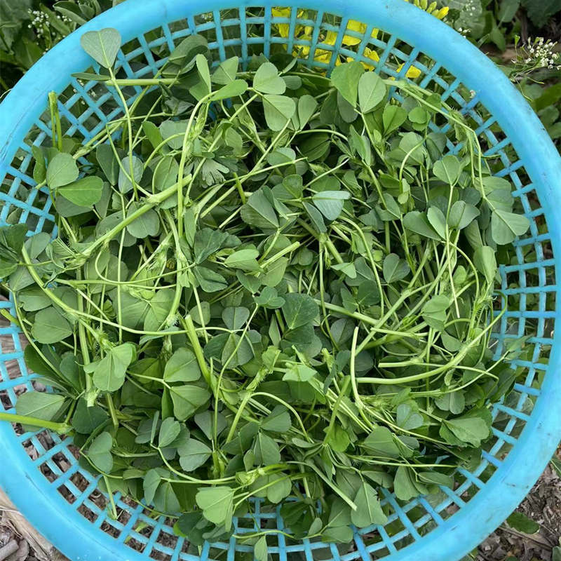 苏北农家露天野菜本地草头新鲜食用苜蓿菜头娃娃三叶菜金花菜顺丰