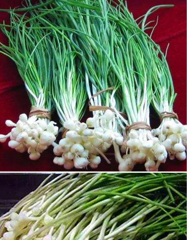 小根蒜种子野韭葱野葱野种籽阳台盆栽蔬菜种籽山蒜薤白大脑瓜小根蒜2