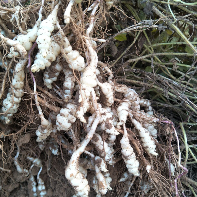 螺丝菜新鲜宝塔菜地环10斤甘露草石蚕地牯牛葫芦种子蔬菜酱泡腌咸5000