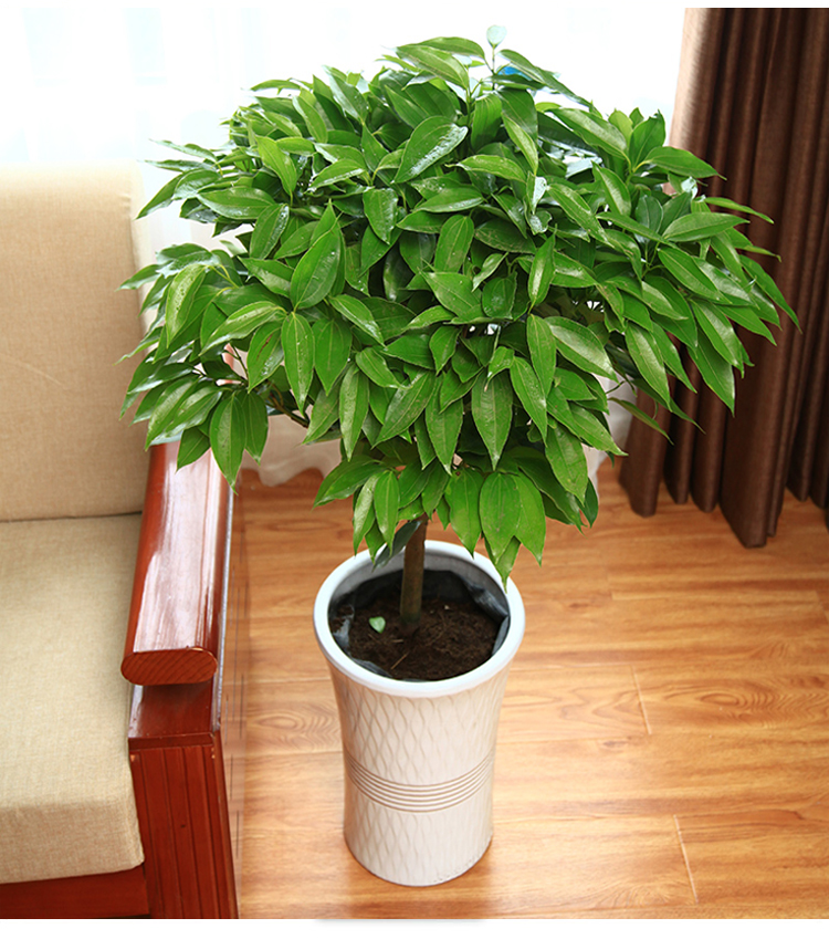 盆栽大型绿植平安树苗小盆栽室内客厅办公室植物盆景 c7 90-1米高平安