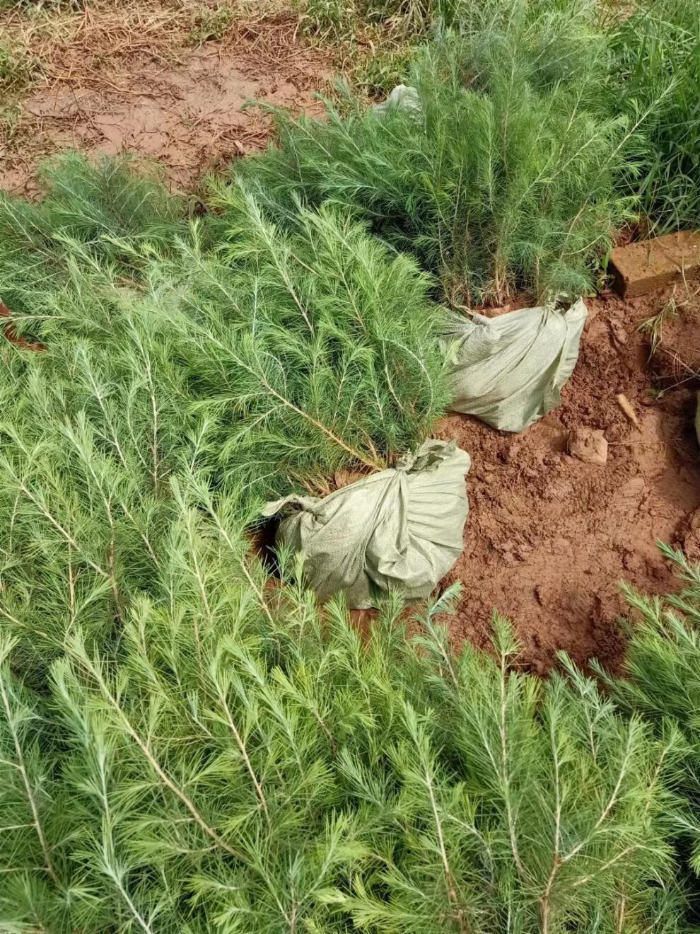 绿化苗木日本黑松小苗庭院黑松苗雪松树苗四季常青盆景植物松树苗