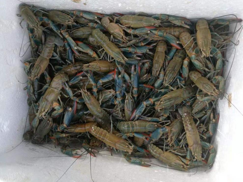 zxc虾苗澳洲淡水小龙虾苗螯虾养殖教学龙虾苗种苗公分苗蓝色澳龙虾虾