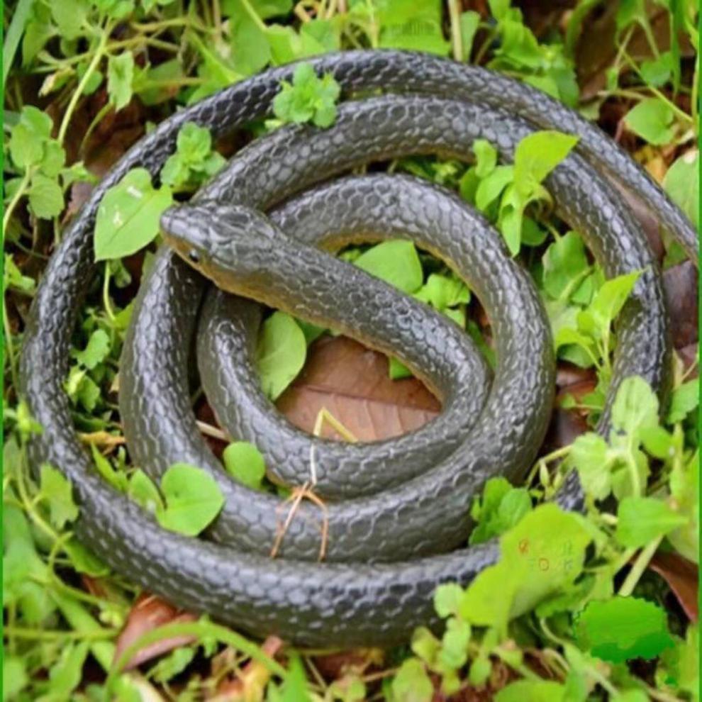 捉蛇器笼新款双门笼中笼抓野猫神器蛇箱活动门倒刺只进不出 双门笼60.